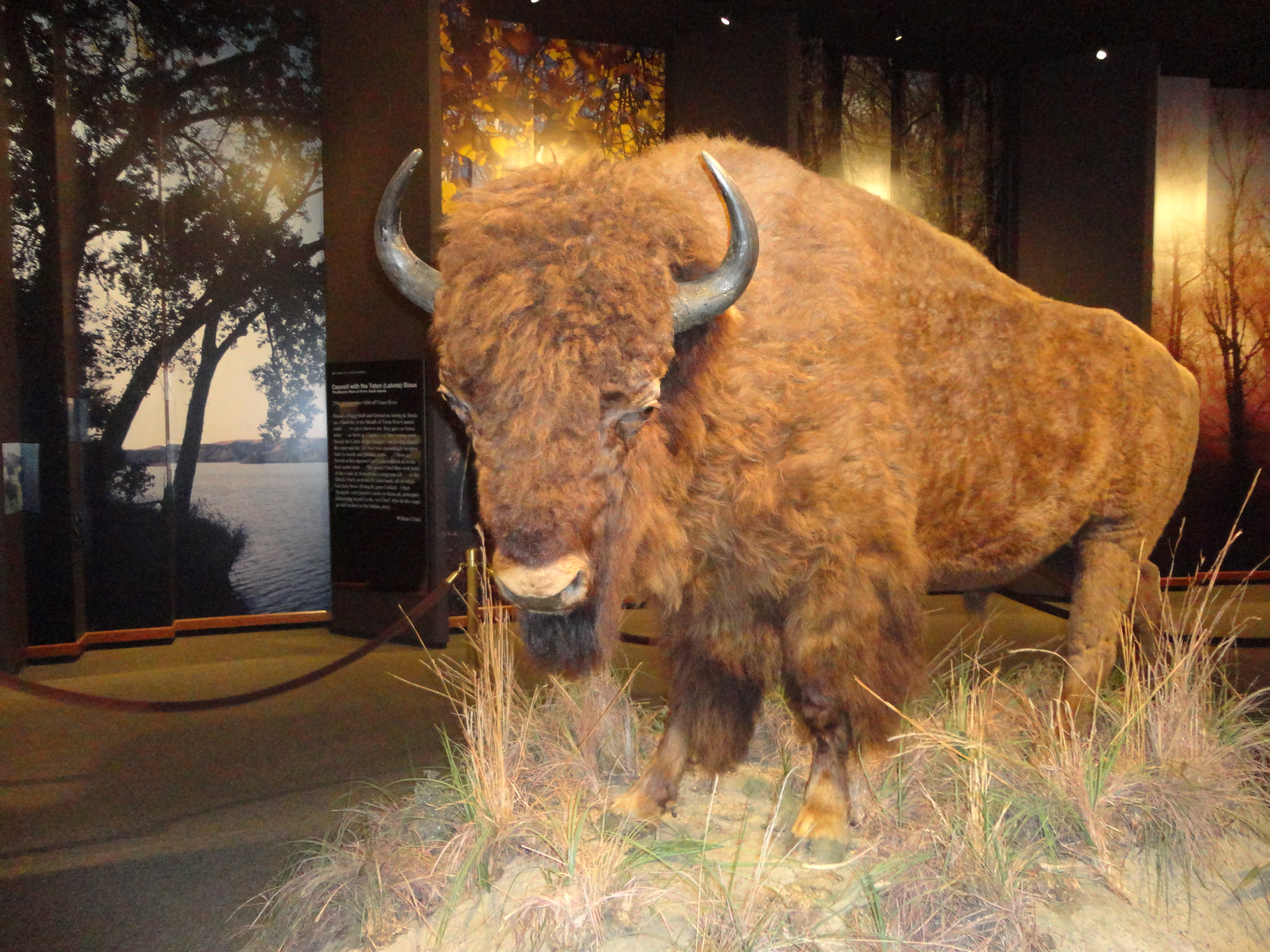 The Museum of Westward Expansion gets harry!